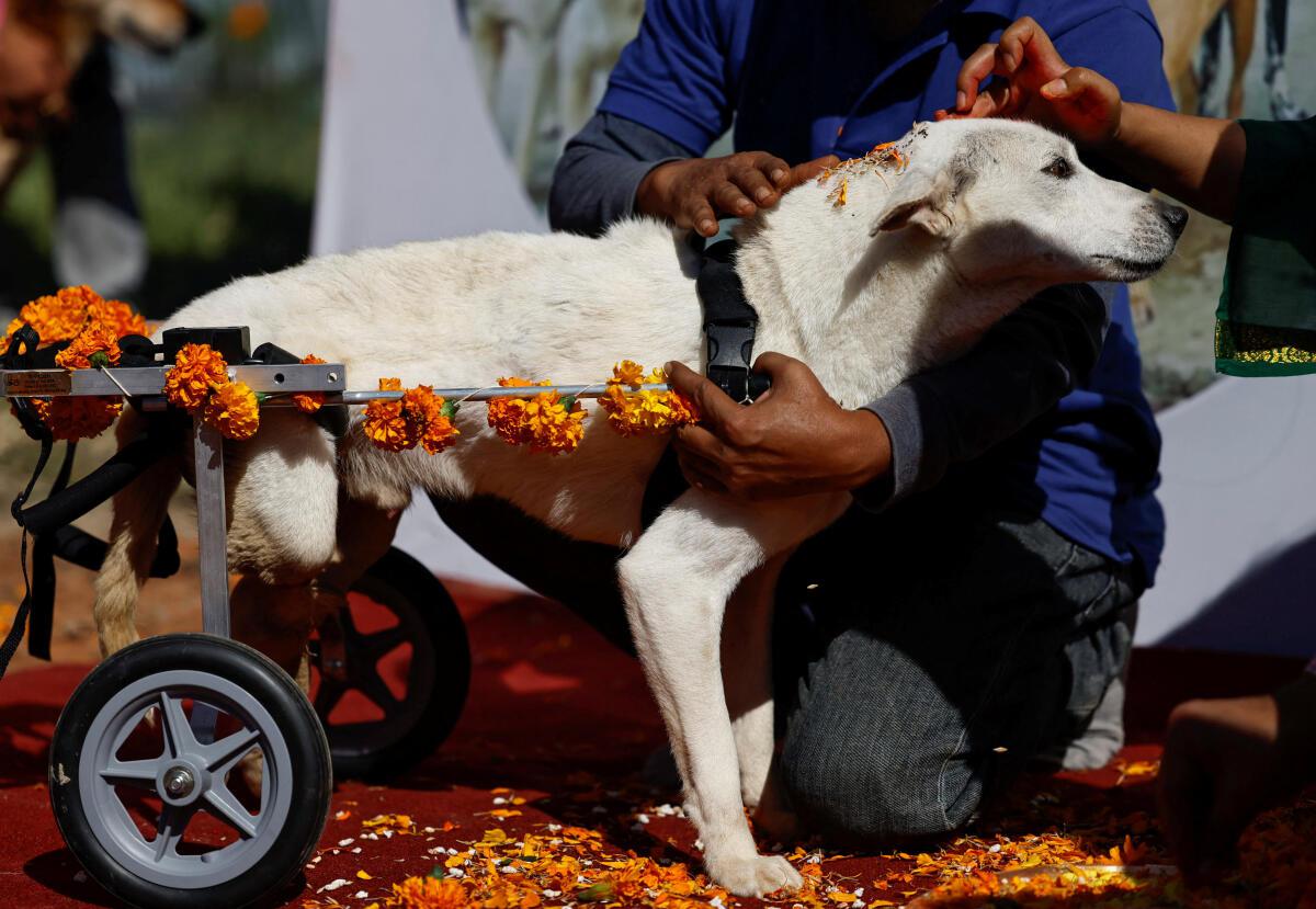 Watch Did you know Nepal has a dog festival? The Hindu
